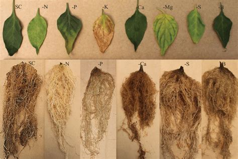 Calcium Deficiency In Pepper Plants