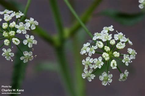 Cicuta maculata | Water hemlock | Charles W. Kane | Applied Medical Botany