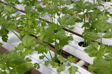 Growing Hydroponic Coriander A Complete Guide Gardening Tips