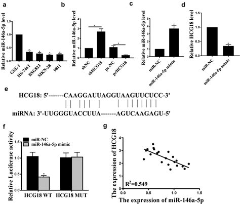 HCG18 Regulated MiR146a 5p Expression In GC Cells A MiR146a 5p MRNA