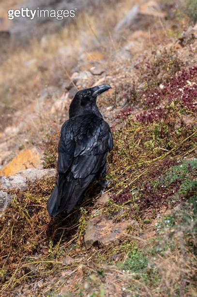 Common Raven Corvus Corax Amongst The Arid Landscape Near Betamcuria