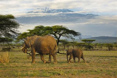 Amboseli Stock Photos Royalty Free Amboseli Images Depositphotos