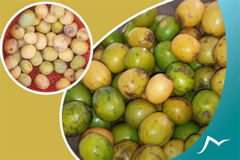 A Journey To The Heart Of Nepali Hog Plum The Lapsi Fruit