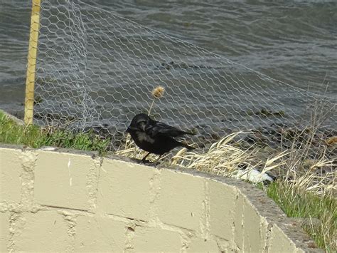 Carrion crow – Montrose Basin Species Database