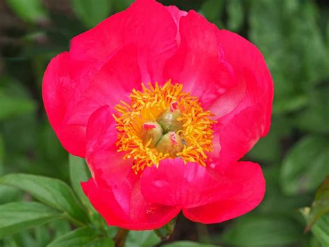 18 Red Peony Varieties You Should Know