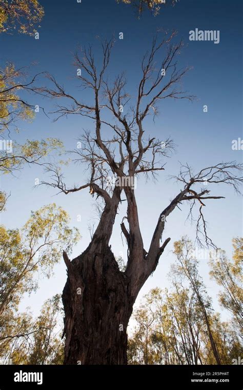 red gum trees  iconic australian trees  grow   banks