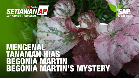 Mengenal Tanaman Hias Begonia Martin Atau Begonia Martin S Mystery