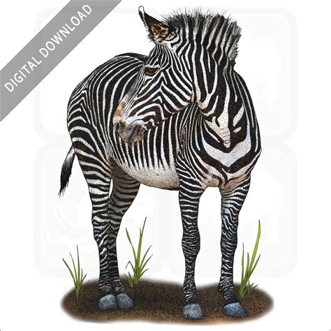 Stock Art Drawing Of A Grévys Zebra Inkart