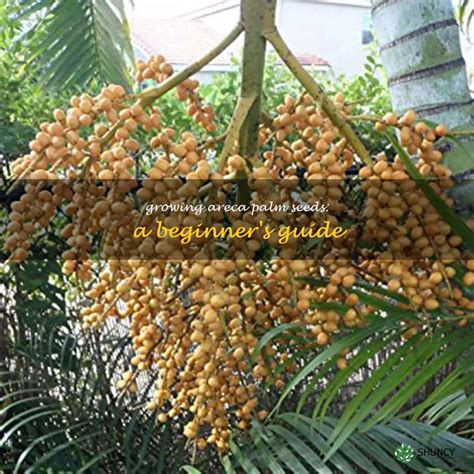 Growing Areca Palm Seeds A Beginner S Guide ShunCy