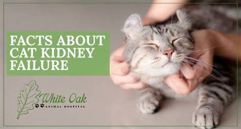 Facts About Cat Kidney Failure - White Oak Animal Hospital