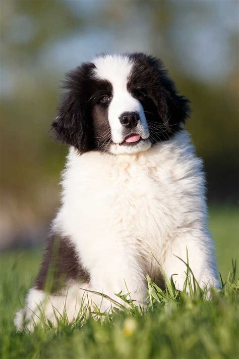 Landseer Dog Breed » Everything About Landseer