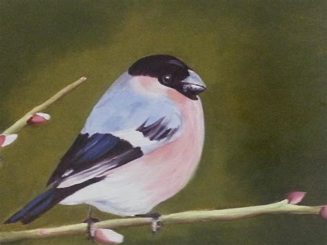 Bullfinch Painting By Rebecca Peterson Fine Art America