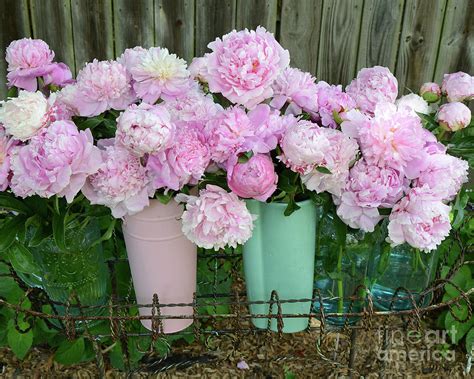 Shabby Chic Pink Peonies In Pink Aqua Buckets Cottage Garden Pink