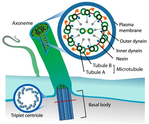 Flagella and Cilia – Definition, Structure, and Functions - Rs' Science