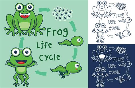 Vector cartoon of funny frog life cycle illustration 23831254 Vector ...