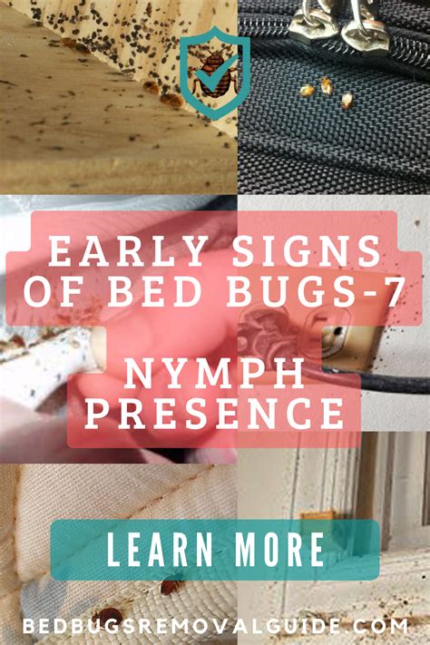 Early Signs Of Bed Bugs You Should Not Ignore Artofit