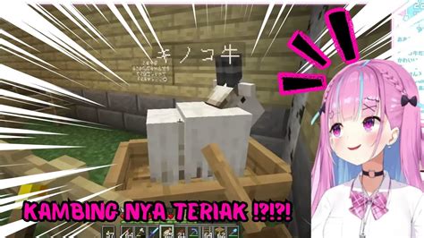 Reaksi Aqua Pertamakali Lihat Kambing Teriak Di Minecraft Minato Aqua