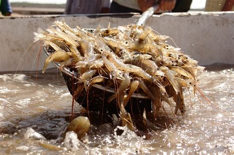 Camarón de cultivo Sinaloa y Sonora son líderes en producción