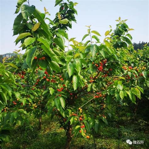 花橋鎮楊柳塘村開啟半月甜蜜櫻桃採摘體驗模式 每日頭條