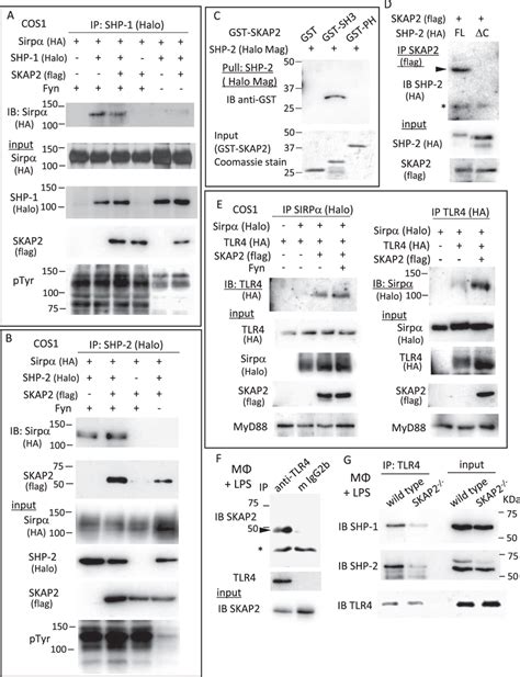 SKAP2 Associates With SHP 1 And SHP 2 And Regulates The Interaction Of