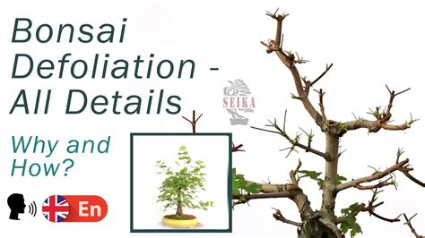 Bonsai Defoliation Technique Best Way To Increase Ramification Youtube