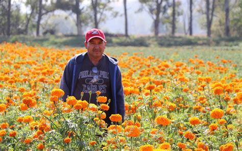 Michoac N Cuarto Lugar Nacional En Producci N De Cempas Chil El Sol