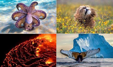 Lions And Lava Among Stunning Batch Of National Geographic Snaps