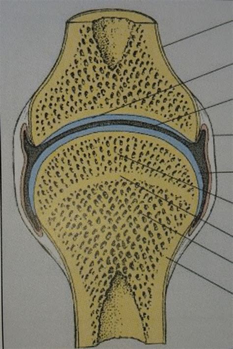 Anatomie Gelenk Diagram Quizlet