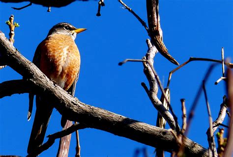 Fotos gratis naturaleza rama pájaro animal fauna silvestre pico