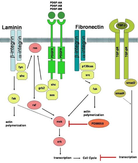 Platelet Derived Growth Factor Modulates Rat Vascular Smooth Muscle