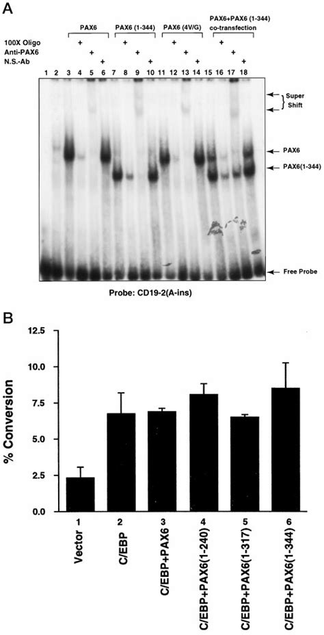 DNA Binding Specificity Of Wild Type And Mutant PAX6 A EMSA Analysis