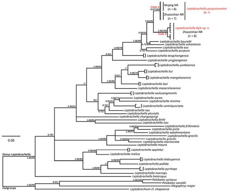 Bayesian Inference Tree Of Leptobrachella Species And Out Groups