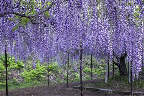 藤の花咲く白毫寺 写真 アールクリエーション