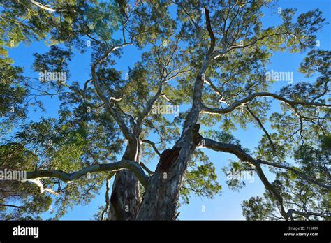 Eucalyptus Tree, Adelaide, South Australia, Australia Stock Photo - Alamy