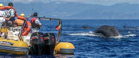 Azores Whale Watching & Wildlife Tours TERRA AZUL™