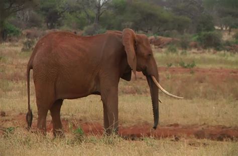 Here's how drones and computers are putting a stop to ivory poaching.