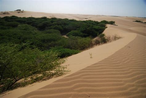 Descubre Los M Danos De Coro Maravilla Natural Del Caribe