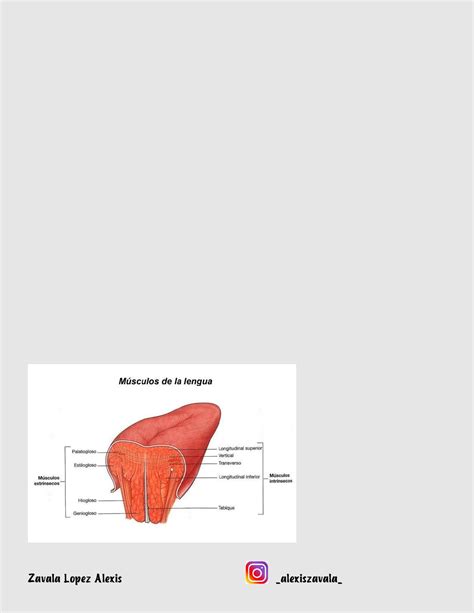 A Lingua É Um Musculo - Musculo Intrnsecos Da Lingua