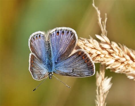 Vroege Vogels Foto Geleedpotigen Icarus Blauwtje