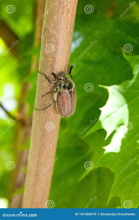 European Beetle Pest Common Cockchafer Melolontha Also Known As A May Bug Or Doodlebug On