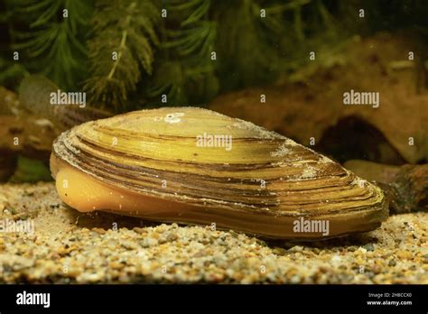 Common Pond Mussel Duck Mussel Anodonta Anatina With Visible Foot