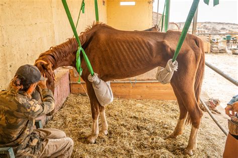 Dory’s story - Tenerife Horse Rescue - Sustainable Animal & Horse Sanctuary