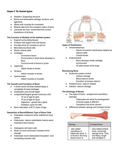 Chapter 6 The Skeletal System Chapter 6 Skeleta Syste Skeleton