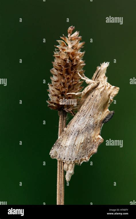 Pale Prominent Pterostoma Palpina Moth On English Plantain Plantago