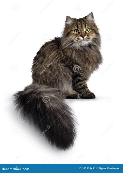 Cute Friendly Classic Tabby Siberian Cat Kitten On White Background Stock Image Image Of