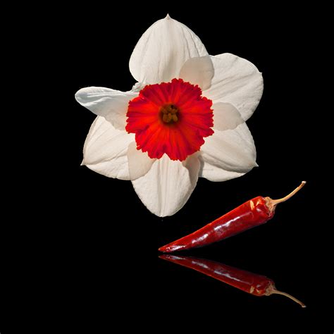 Free Images Nature Blossom Petal Bloom Chili Garden Still Life