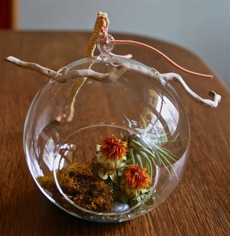 Glass Orb Terrarium With Air Plant And Driftwood