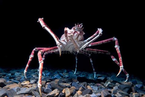 Caranguejo De Aranha Gigante Foto De Stock Imagem De Caranguejo