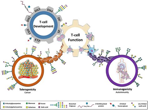 Frontiers Glycans As Key Checkpoints Of T Cell Activity And Function