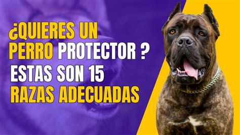 15 Razas De Perros De Guardia Y ProtecciÓn Youtube